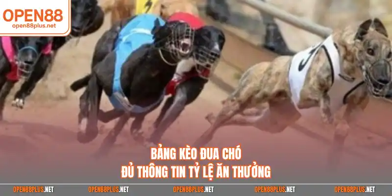 Bảng kèo đua chó đủ thông tin tỷ lệ ăn thưởng