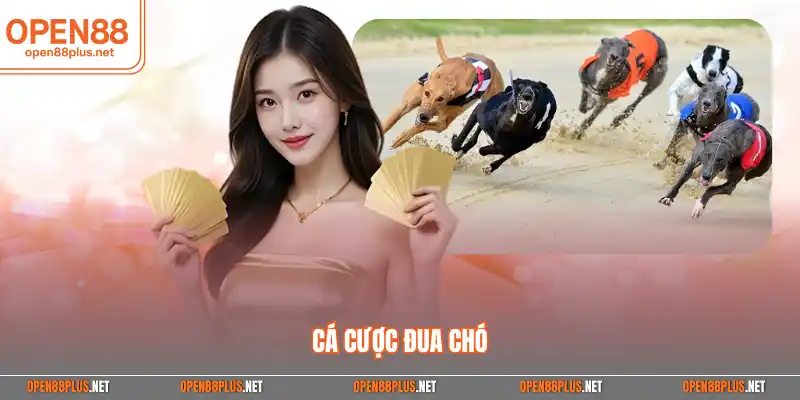 Cá cược đua chó